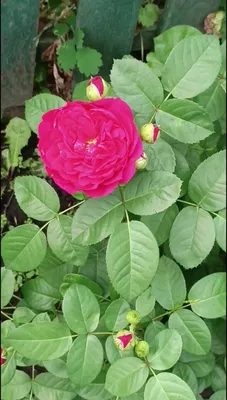 Очаровательная роза лавиния - изображение, вызывающее восхищение