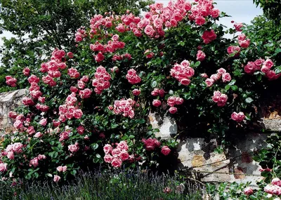 Роза лавиния в полный рост - идеальное фото для обоев
