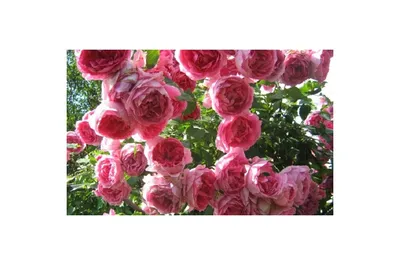 Фото бутонов розы лавиния - предвкушение красоты раскрывающихся цветков