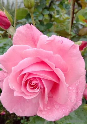 Чистая роза лавиния - фотография с невероятной ясностью и светотенью