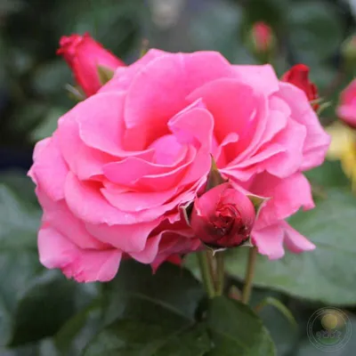 Фото розы лавиния - уникальная красота на вашем экране