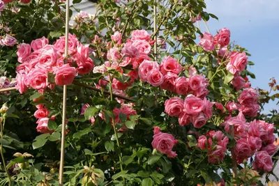 Роскошная роза лавиния - идеальный выбор для декора