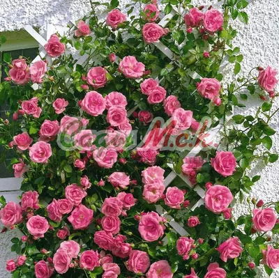 Сад с розами лавиния - привлекательная фоторепортаж