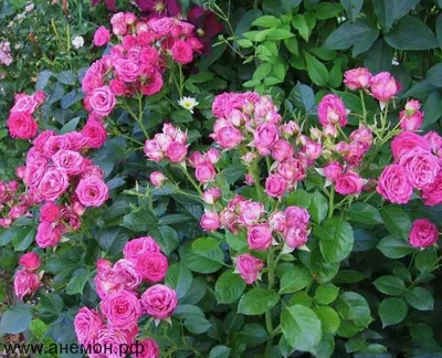 Роза лавли лидия: фото в формате jpg