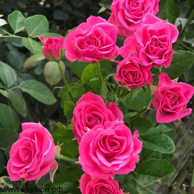 Изображение розы лавли лидия: скачать в png