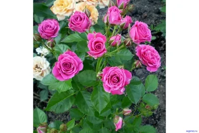 Фотография розы лавли лидия: доступные варианты форматов