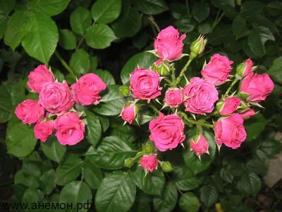 Фотка розы лавли лидия: размер изображения на выбор