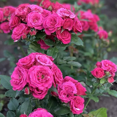 Роза лавли лидия: фото в формате jpg для бесплатного скачивания
