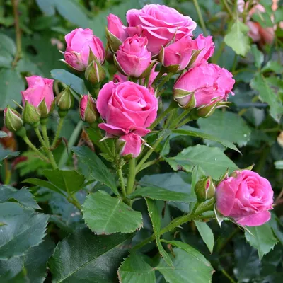 Изображение розы лавли лидия: выберите формат файла