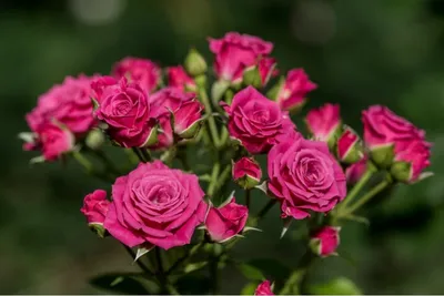 Картинка розы лавли лидия: формат webp для скачивания
