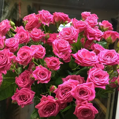 Фотка розы лавли лидия: выберите качество изображения