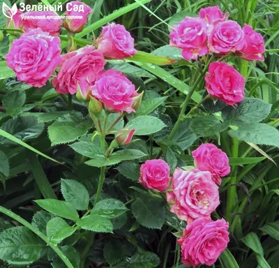 Фото розы лавли лидия: выберите формат для скачивания
