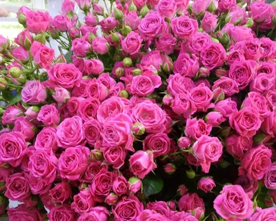 Фотография розы лавли лидия: доступные форматы для сохранения