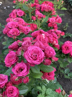Фотка розы лавли лидия: выберите размер и формат
