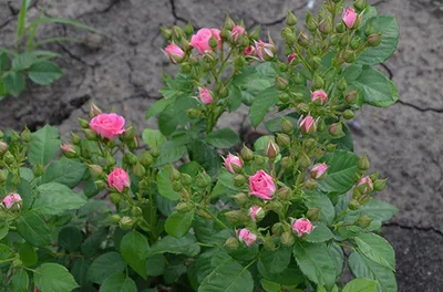 Роза лавли лидия: фото в формате jpg для скачивания