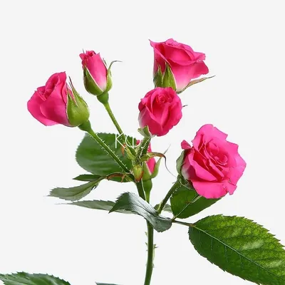 Изображение розы лавли лидия: выберите формат для сохранения