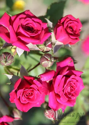 Фото розы лавли лидия: выберите желаемый размер изображения