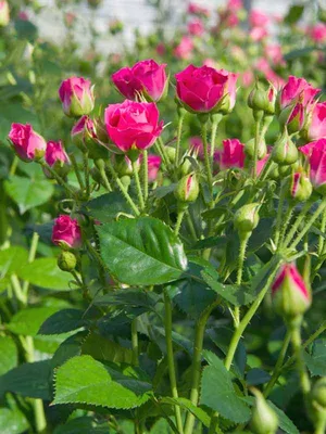 Картинка розы лавли лидия: скачивание в формате webp
