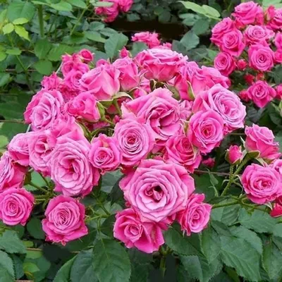 Фотография розы лавли лидия: доступные форматы для загрузки