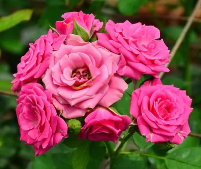 Фото розы лавли лидия: выберите формат файла для скачивания