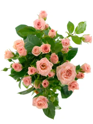 Фотография розы лавли лидия: доступные форматы для сохранения на устройство