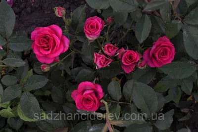 Фотка розы лавли лидия: выберите размер и формат изображения