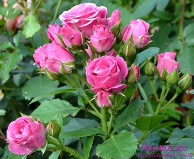 Роза лавли лидия: фото в формате jpg для бесплатной загрузки