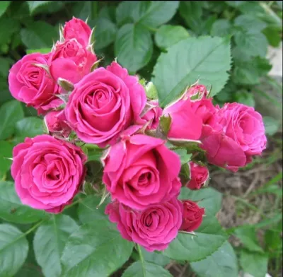 Изображение розы лавли лидия: выберите формат файла для сохранения
