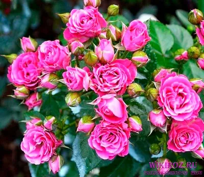Фото розы лавли лидия: выберите желаемый размер изображения и формат