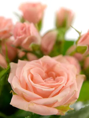 Картинка розы лавли лидия: загрузка в формате webp с высоким качеством