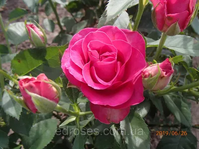 Фотография розы лавли лидия: доступные форматы для загрузки на устройство
