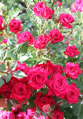 Фотка розы лавли лидия: выберите формат и качество изображения