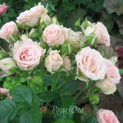 Роза лавли лидия в фотографии: скачать в png формате с максимальным разрешением