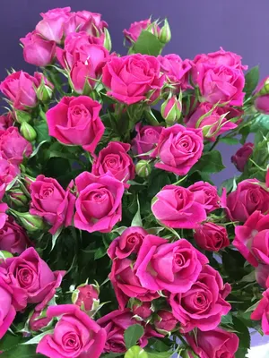 Фото розы лавли лидия: выберите желаемый размер