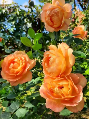 Изображение розы леди оф шалот: изысканность и утонченность в каждой детали