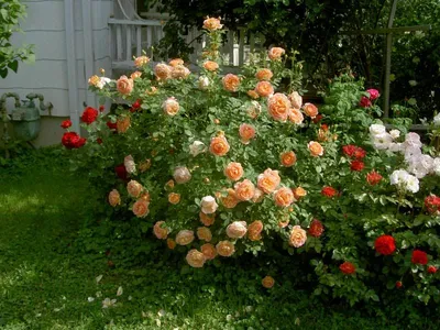 Фотография розы леди оф шалот для настоящих ценителей прекрасного