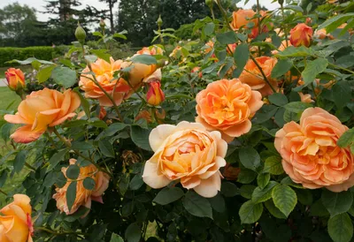 Фотка розы леди оф шалот: сделайте свой мир ярче и красочнее