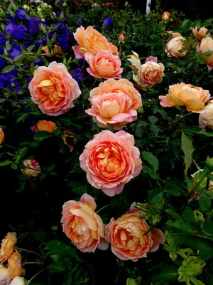 Фото розы леди оф шалот - выберите формат, который подходит вам лучше всего