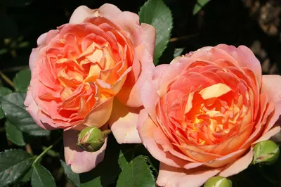 Фотография розы леди оф шалот - залог вашего умиротворения и радости