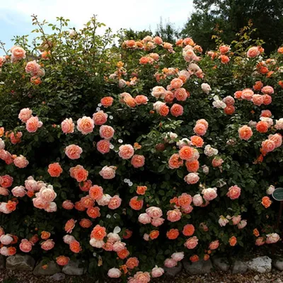 Фотка розы леди оф шалот: идеальное дополнение к вашему образу