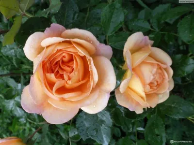 Роза леди оф шалот: соблазнительная красота в каждой лепестке