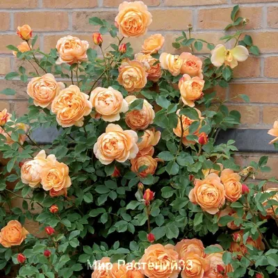 Уникальная картинка розы леди оф шалот в формате png