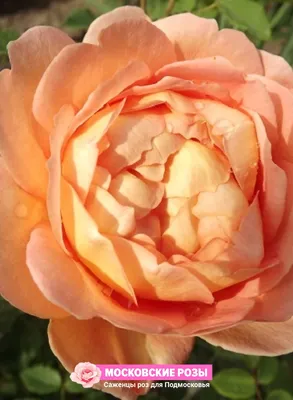 Фото розы леди оф шалот - выбирайте вариант, который подходит вашему вкусу