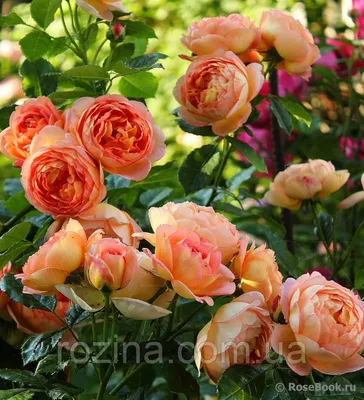 Уникальная картинка розы леди оф шалот - привнесите элегантность в свою жизнь