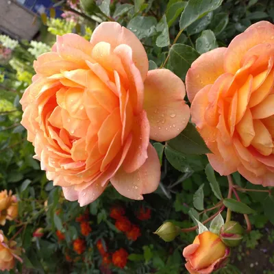 Фотография розы леди оф шалот для создания атмосферы романтики