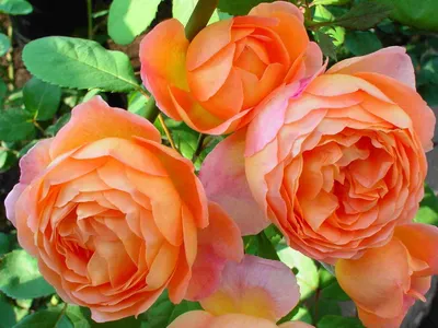 Роза леди оф шалот: символ страсти и прекрасного