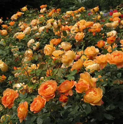 Изображение розы леди оф шалот: великолепный выбор для вашего домашнего декора