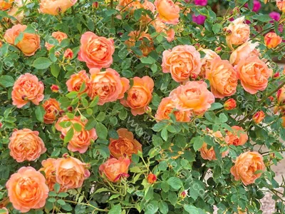 Уникальная картинка розы леди оф шалот: ощутите волшебство природы во всех оттенках