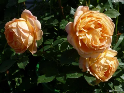 Фотография розы леди оф шалот: создайте атмосферу роскоши и элегантности