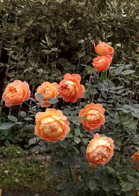 Фотография розы леди оф шалот - красота в каждой детали